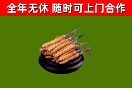 丰城市烟酒回收冬虫夏草.jpg